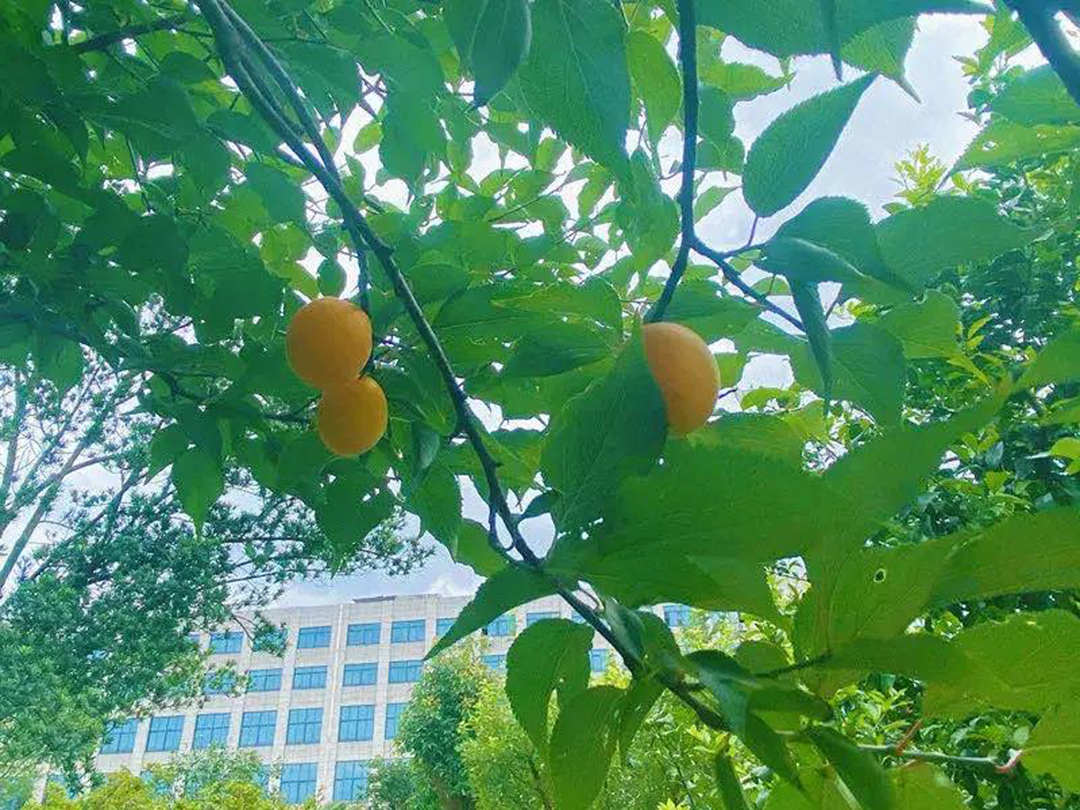 風景這邊獨好！東大環(huán)境美景一覽，請查收