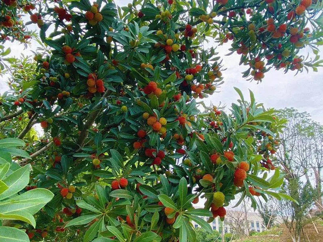 風景這邊獨好！東大環(huán)境美景一覽，請查收