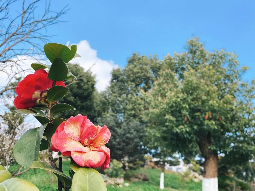 風景這邊獨好！東大環(huán)境美景一覽，請查收