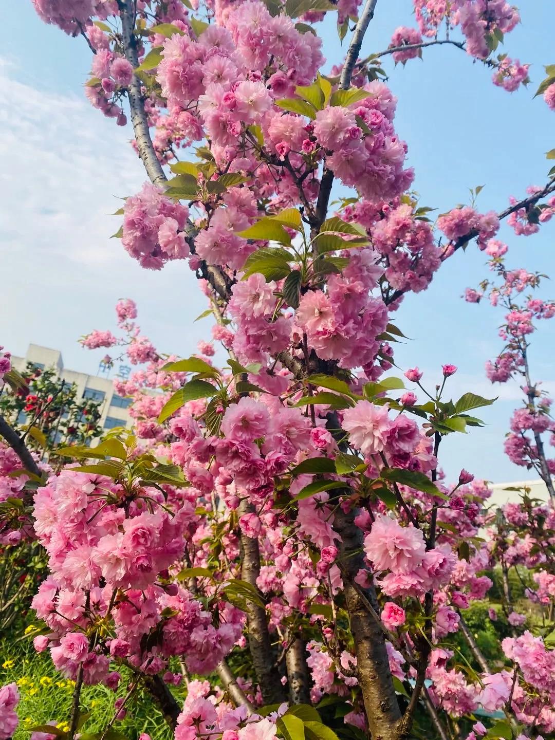 風景這邊獨好！東大環(huán)境美景一覽，請查收