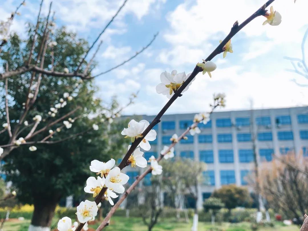 風景這邊獨好！東大環(huán)境美景一覽，請查收
