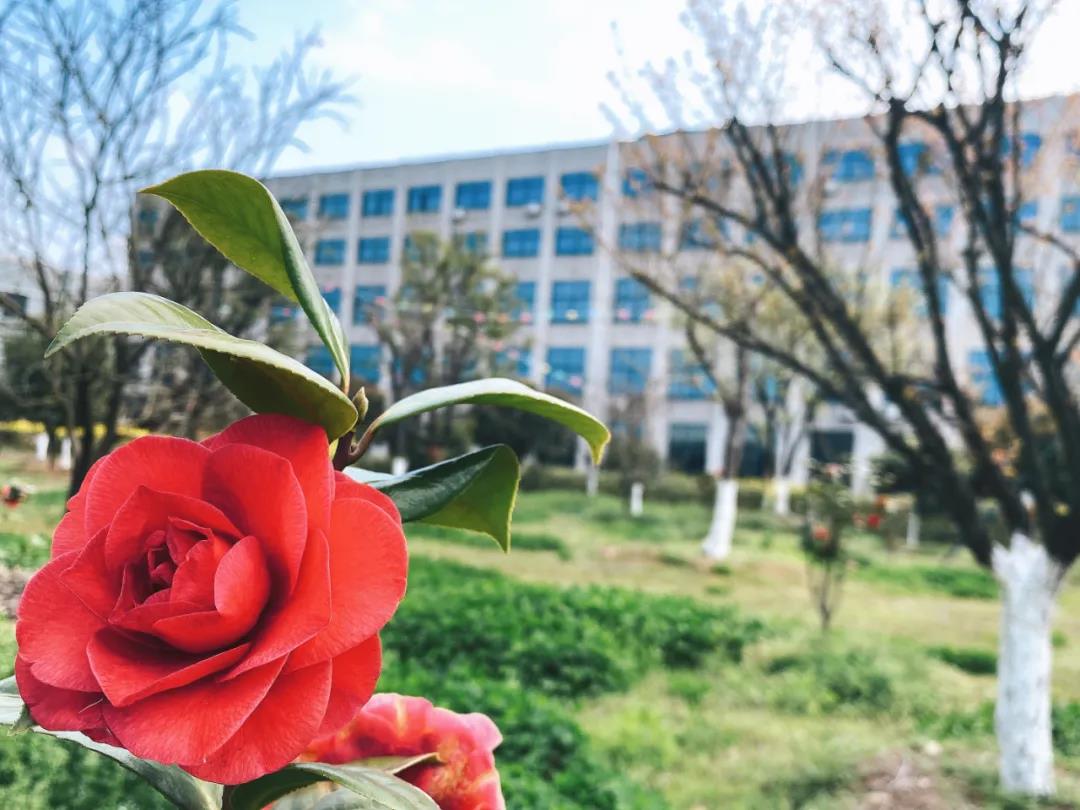 風景這邊獨好！東大環(huán)境美景一覽，請查收